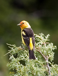 Tanagers and Towhees